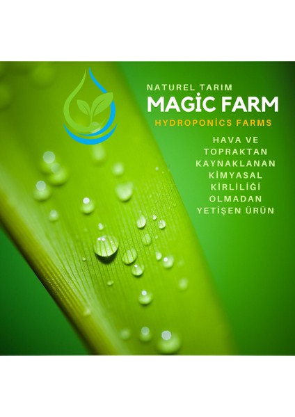 Hidroponik Göbek Marul ( Topraksız Tarım Ürünü ) fiyatları