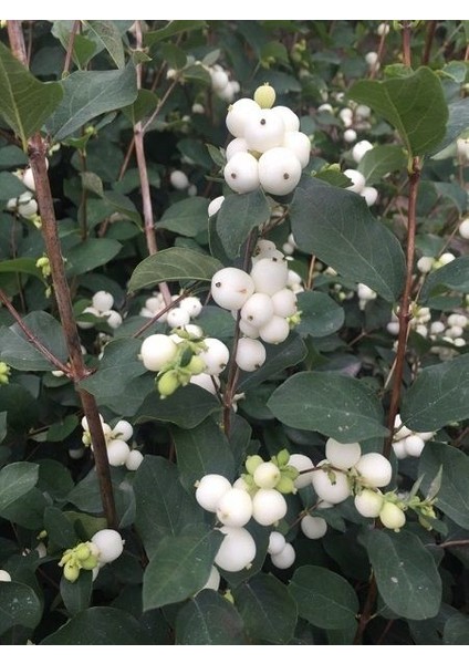 Beyaz Inci Çalısı Symphoricarpos Albus White Hedge 100 cm Saksıda