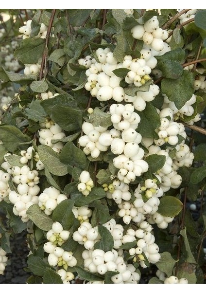 Beyaz Inci Çalısı Symphoricarpos Albus White Hedge 100 cm Saksıda fiyatları
