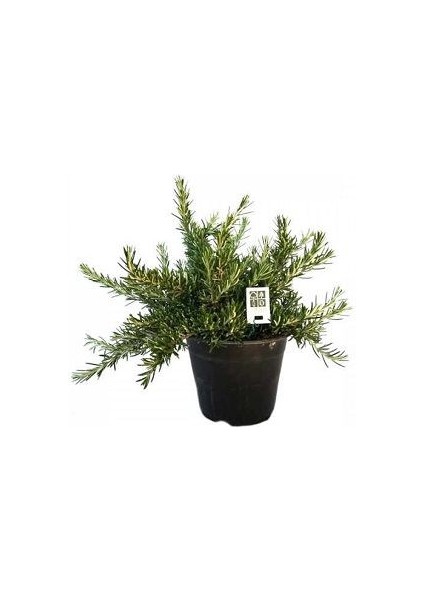 Yayılıcı Biberiye Rosmarinus Officinalis Prostratus
