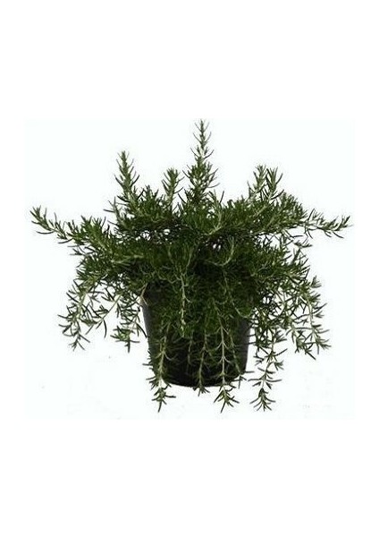 Yayılıcı Biberiye Rosmarinus Officinalis Prostratus