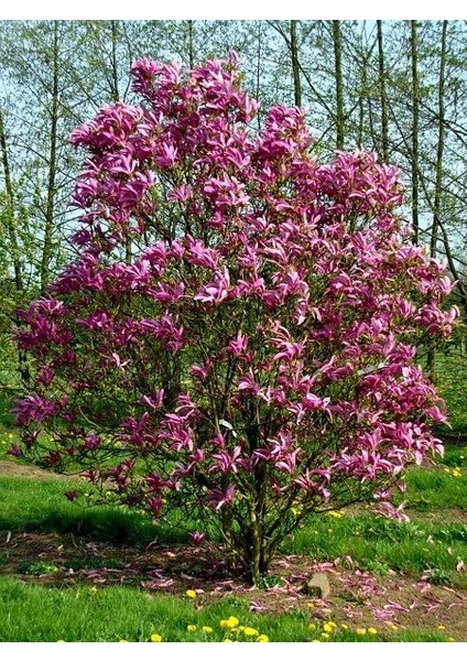 Yaprak Döken Manolya Pembe Çiçekli Magnolia Soulangeana Susan 20 40 cm Saksıda