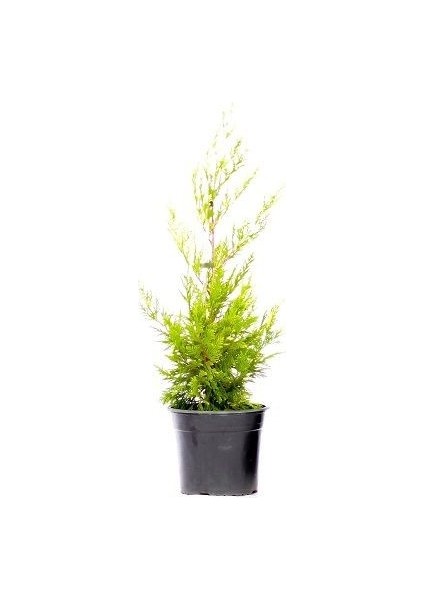 Sarı Leylandi Cupressocyparis Leylandii Gold Rider 30 40 cm Saksıda fiyatları