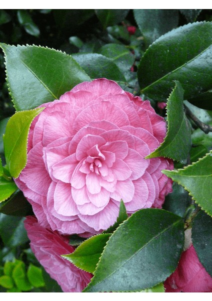 Kamelya Fidanı Camellia Japonica Tramonto 100 cm Saksıda