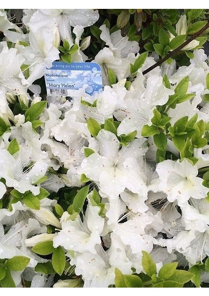 Açelya Bitkisi Beyaz Çiçekli Azalea Rhododendron Mary Helen Ithal Saksıda