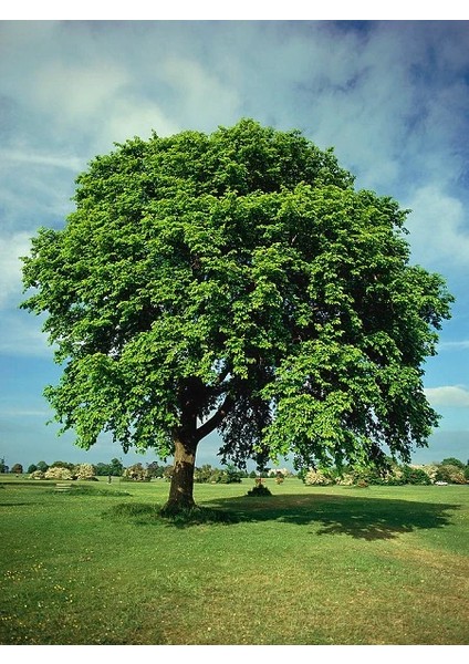 Dağ Karaağaç Ağacı Ulmus Glabra 120 cm Saksıda