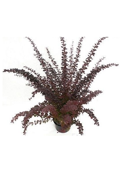 Hanım Tuzluğu Bordo Berberis Ottawensis Superba 20 40 cm Saksıda