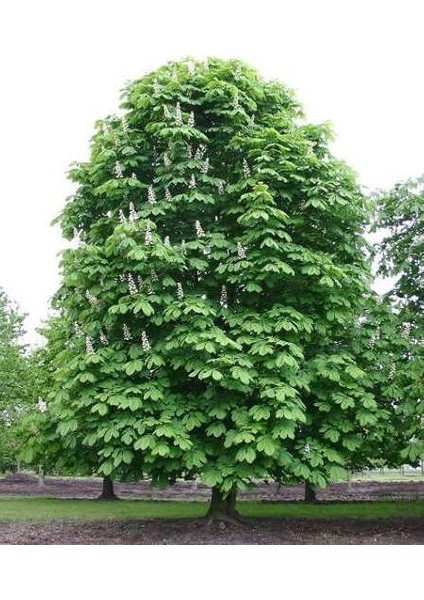 At Kestanesi Ağacı Aesculus Hippocastanum 60 80 cm Saksıda
