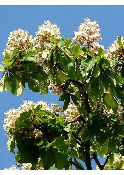 At Kestanesi Ağacı Aesculus Hippocastanum 60 80 cm Saksıda