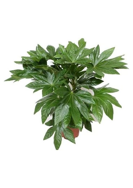 Japon Çınarı Fatsia Japonica 20 40 cm Saksıda