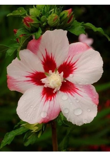 Ağaç Hatmi Lekeli Hibiscus Syriacus Hamabo 40 60 cm Saksıda
