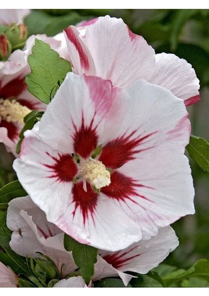Ağaç Hatmi Lekeli Hibiscus Syriacus Hamabo 40 60 cm Saksıda fiyatları