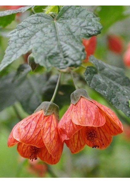 Çin Lanterni Abutilon Hybridum 20 40 cm Saksıda
