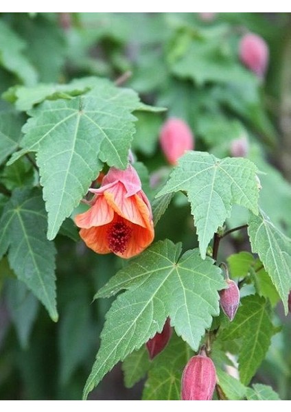 Çin Lanterni Abutilon Hybridum 20 40 cm Saksıda