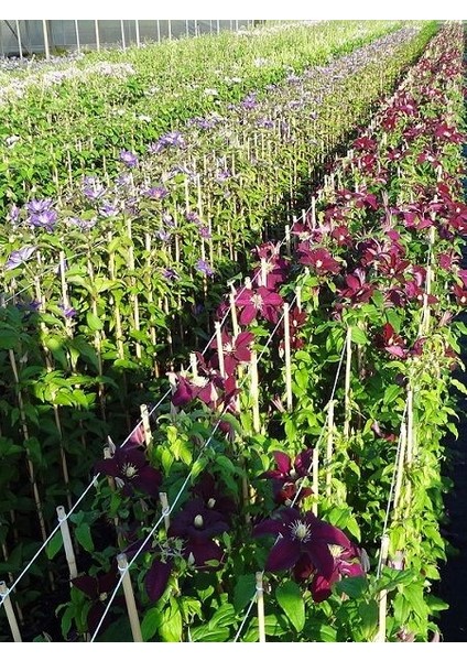 Yaban Asması Koyu Pembe Çiçekli Clematis Ville De Lyon Ithal Saksıda