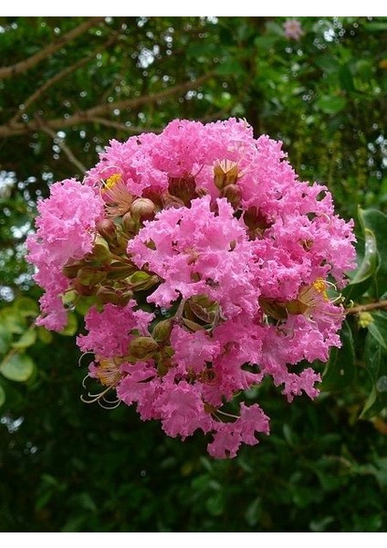 Oya Ağacı Pembe Çiçekli Fidanı Lagerstroemia Indica Pink 40 60 cm Saksıda