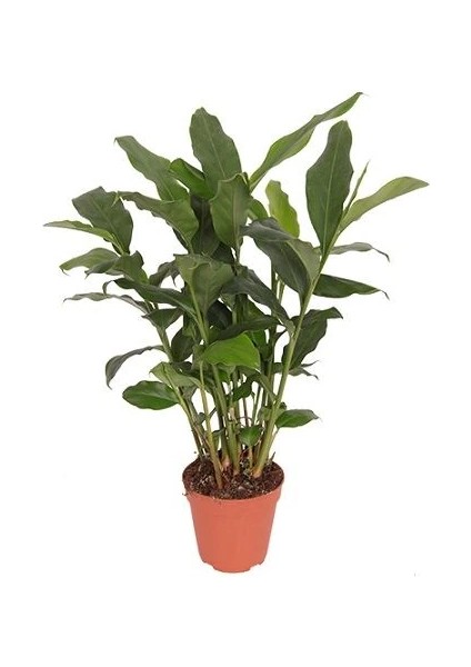 Kakule Bitkisi Tarçın Çiçeği Elettaria Cardamomum Ginger 30 50 cm Saksıda