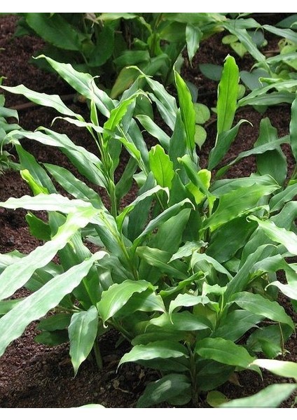 Kakule Bitkisi Tarçın Çiçeği Elettaria Cardamomum Ginger 30 50 cm Saksıda