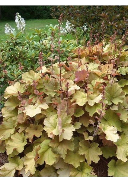 Karamel Mercan Çanı Çiçeği Heuchera Caramel Saksıda