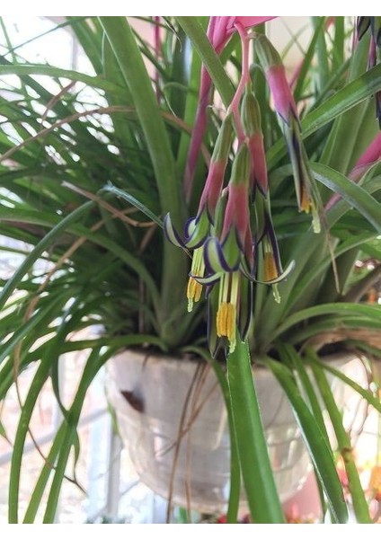 Efe Püskülü Billbergia Nutans 40 50 cm Saksıda