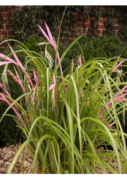 Efe Püskülü Billbergia Nutans 40 50 cm Saksıda fiyatları