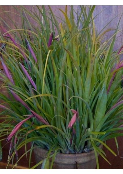 Efe Püskülü Billbergia Nutans 40 50 cm Saksıda modelleri