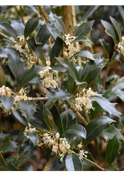 Osmanthus Heterophyllus Purpureus 20 40 cm