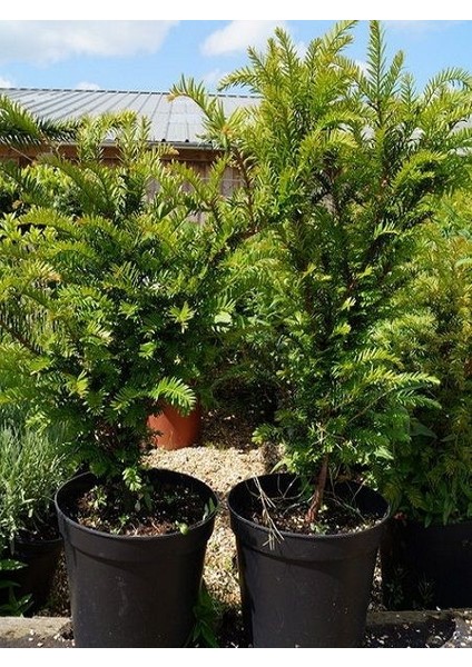 Porsuk Ağacı Taxus Baccata Fastigiata 40 60 cm Saksıda