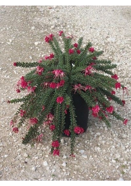 Gravilla Sarkıcı Bodur Grevillea Lanigera Saksıda