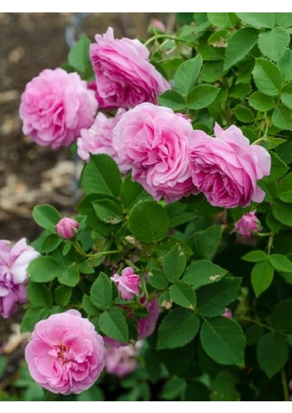 Sarmaşık Gül Fidanı Isparta Gülü Rosa Rampicanti 60 cm Saksıda