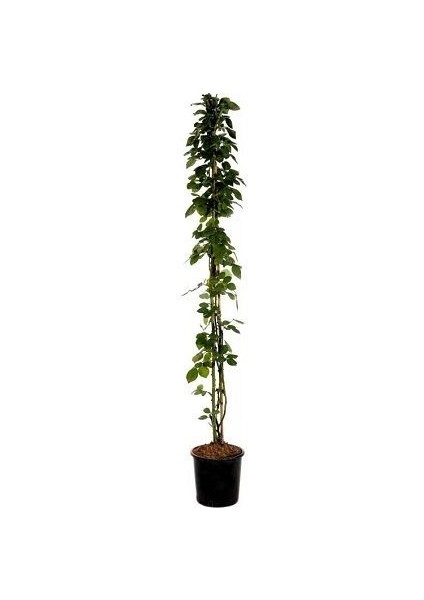 Sarmaşık Gül Fidanı Isparta Gülü Rosa Rampicanti 60 cm Saksıda fiyatları