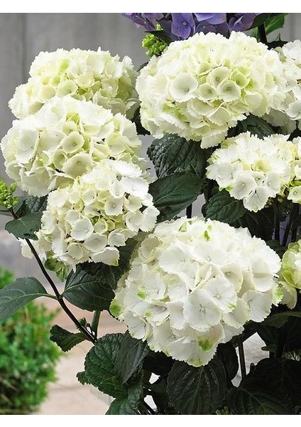 Ortanca Fidanı Beyaz Hydrangea Macrophylla White Büyük Yaş Saksıda