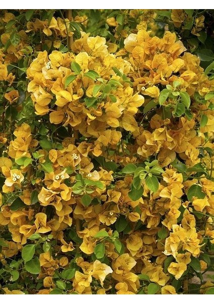 Begonvil Fidanı Sarı Bougainvillea Spectabilis Yellow 80 100 cm Saksıda