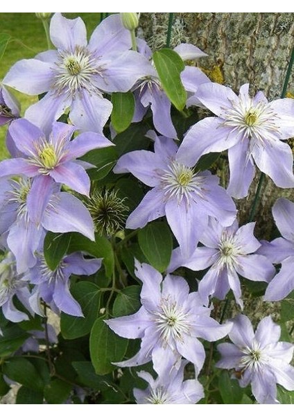 Yaban Asması Açık Lila Çiçekli Clematis Justa Ithal Saksıda fiyatları