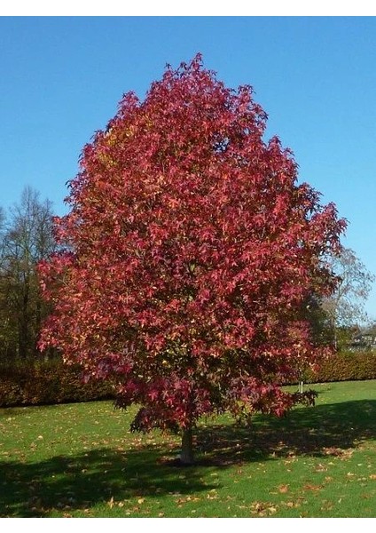 Sığla Ağacı Günlük Ağacı Liquidambar Styraciflua Palo Alto 20 40 cm Saksıda