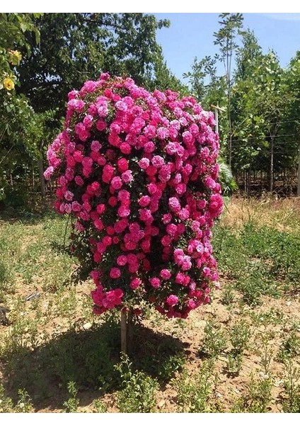 Pembe Baston Gül Fidanı Sarkıcı Rosa Ad Alberello Knirps Ithal
