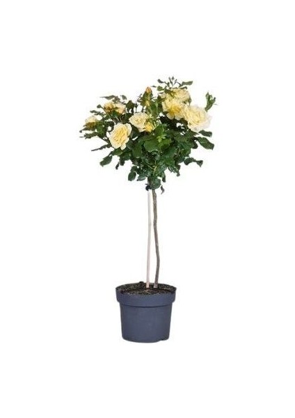 Sarı Baston Gül Fidanı Rosa Ad Alberello Yellow 120 cm Saksıda