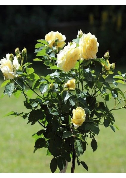 Sarı Baston Gül Fidanı Rosa Ad Alberello Yellow 120 cm Saksıda
