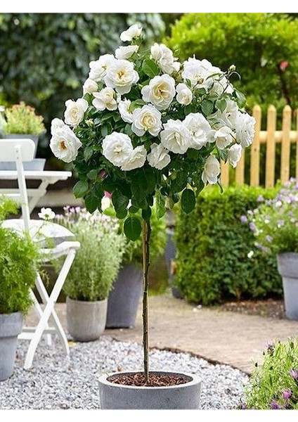 Beyaz Baston Gül Fidanı Rosa Ad Alberello White 120 cm Saksıda