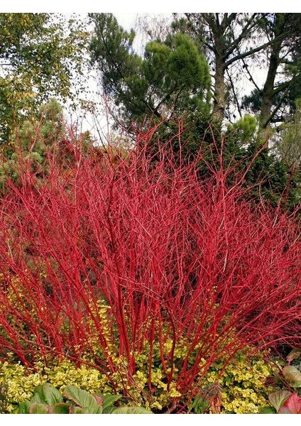 Kırmızı Süs Kızılcığı Cornus Alba Sibirica 80 100 cm Saksıda