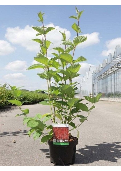 Kırmızı Süs Kızılcığı Cornus Alba Sibirica 80 100 cm Saksıda