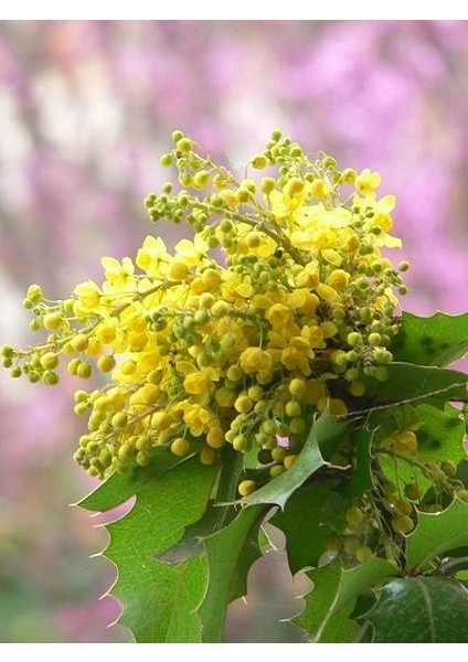 Mahonya Çalısı Mahonia Aquifolium 40 cm Saksıda