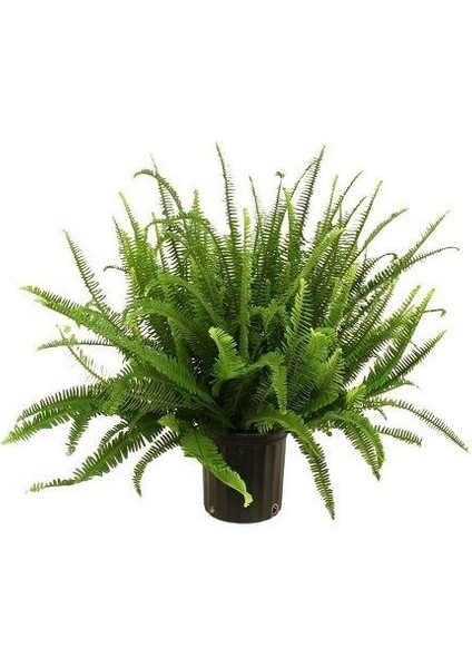 Bahçe Eğreltisi Nephrolepis Biserrata Ithal 40 60 cm Saksıda