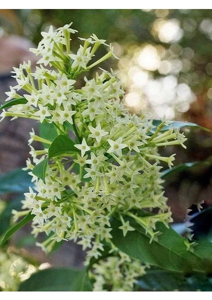 Melisa Parfüm Çiçeği Cestrum Nocturnum Kolonya Çiçeği Saksıda