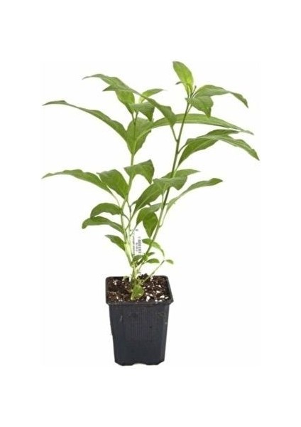 Melisa Parfüm Çiçeği Cestrum Nocturnum Kolonya Çiçeği Saksıda