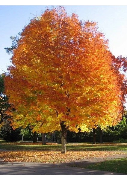 Şeker Akçaağacı Acer Saccharinum 100 cm Saksıda