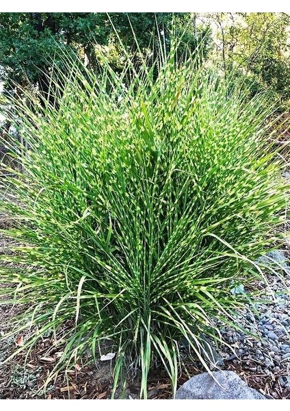 Çizgili Çin Kılıçotu Miscanthus Sinensis Zebrinus, Saksıda