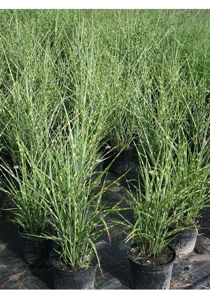 Çizgili Çin Kılıçotu Miscanthus Sinensis Zebrinus, Saksıda
