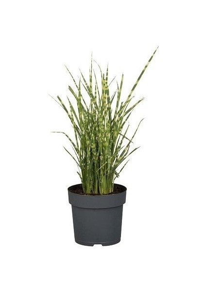 Çizgili Çin Kılıçotu Miscanthus Sinensis Zebrinus, Saksıda