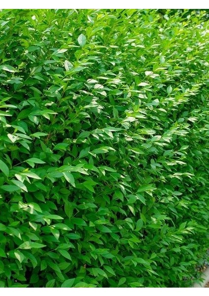 Kurtbağı Fidanı Ligustrum Japonicum 40 60 cm Saksıda 100 Adet